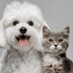 Protégez votre compagnon : la mutuelle animaux expliquée