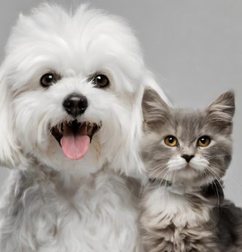 Protégez votre compagnon : la mutuelle animaux expliquée