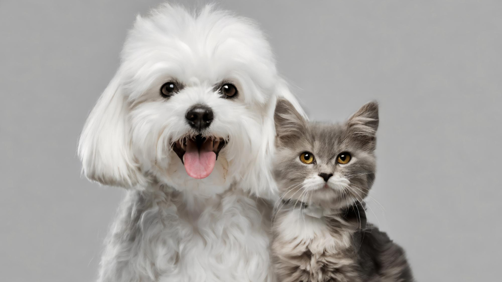 Protégez votre compagnon : la mutuelle animaux expliquée